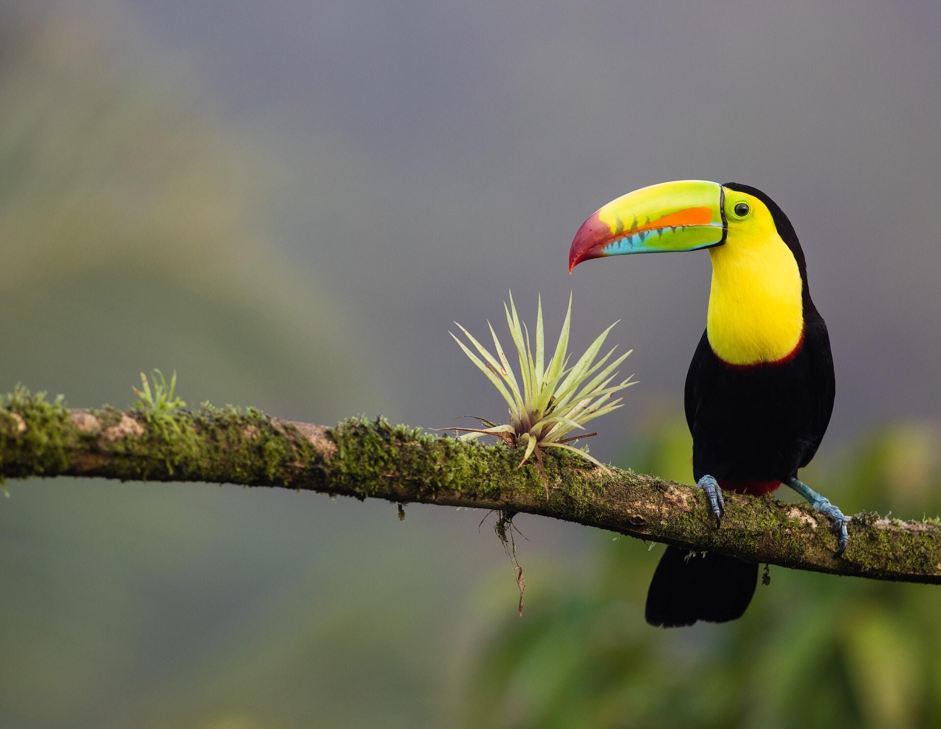 You are currently viewing Unforgettable Costa Rica And Panama 2 Week Itinerary and Guide